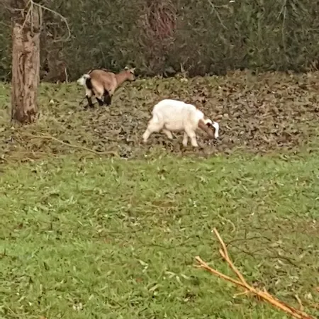 Maison 7 Personnes * Gouttières